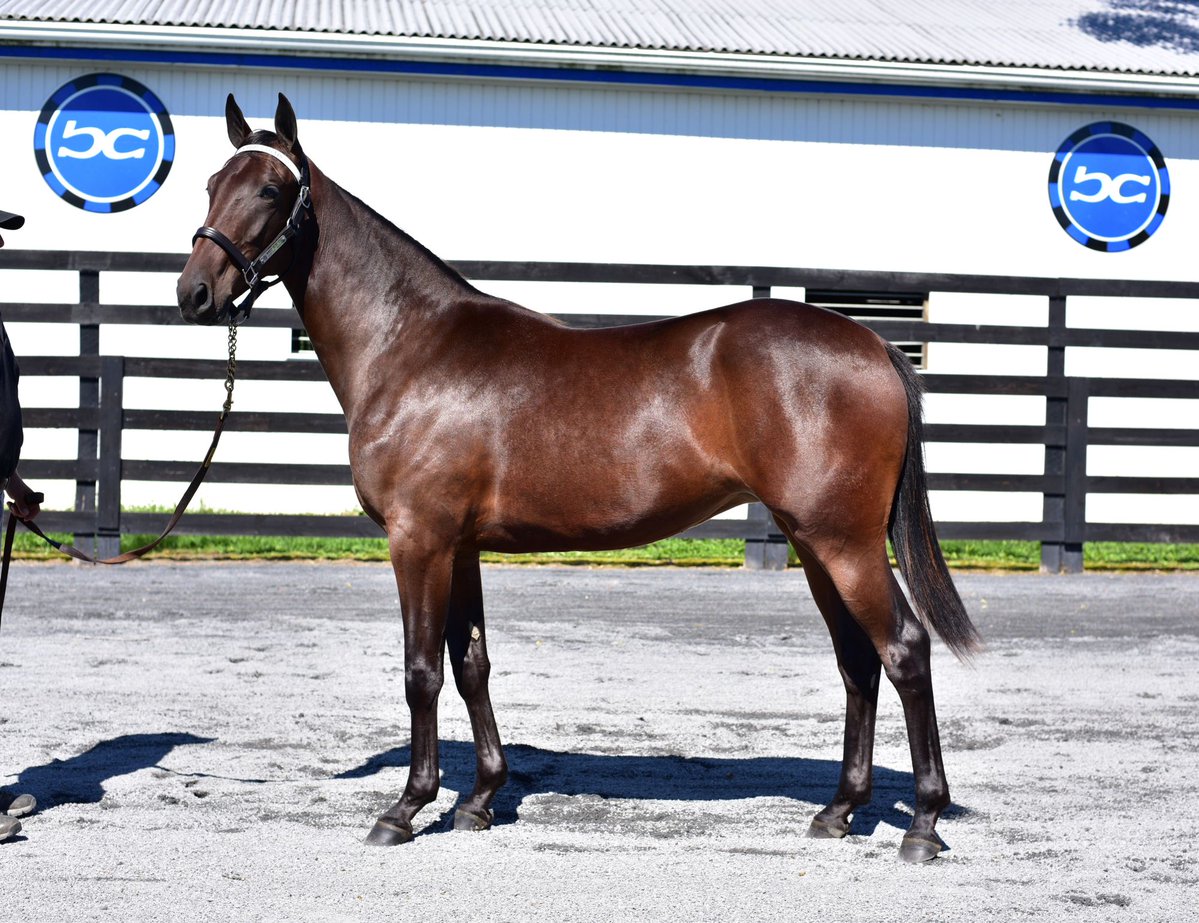 Blue Chip Farms tweet media