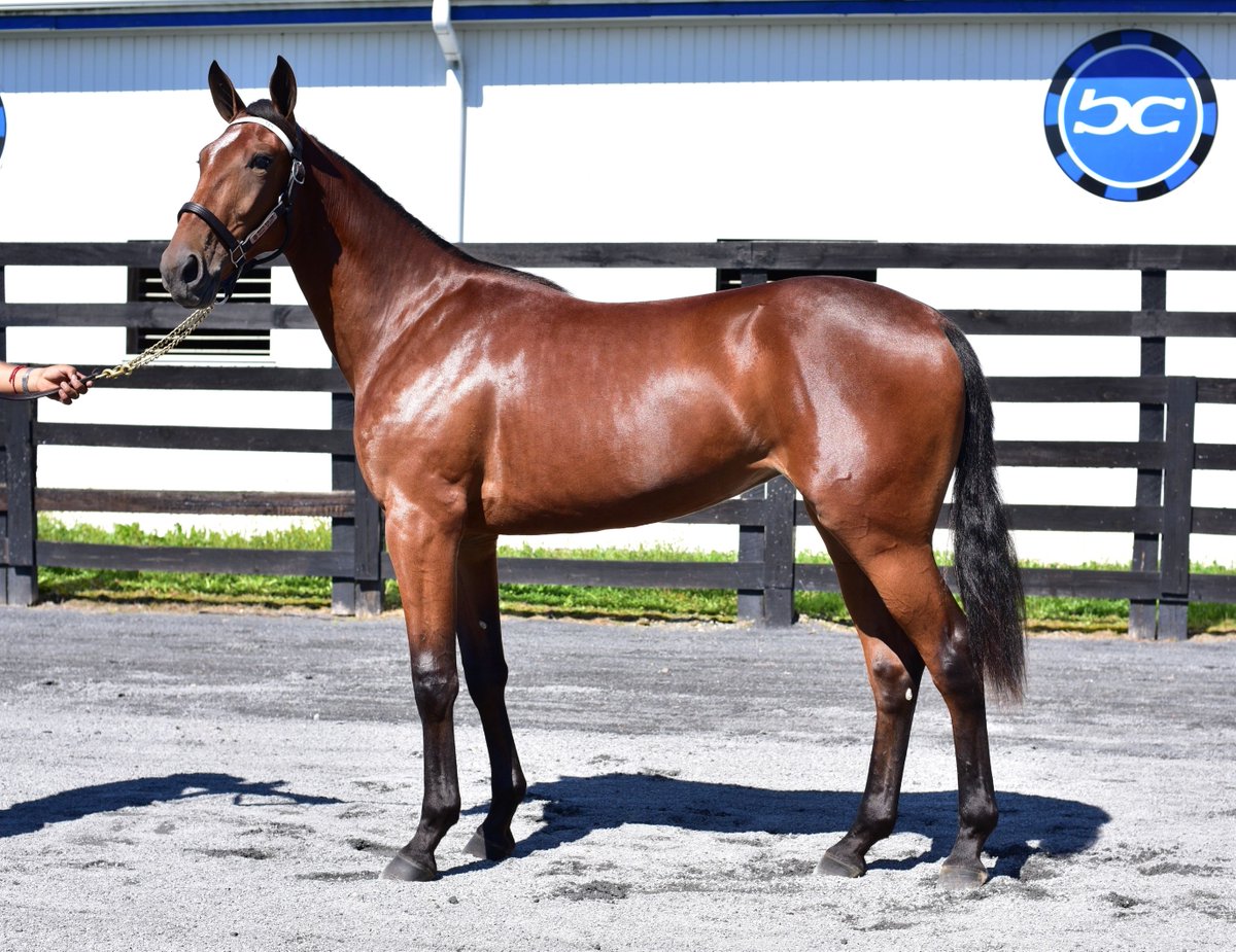 Blue Chip Farms tweet media