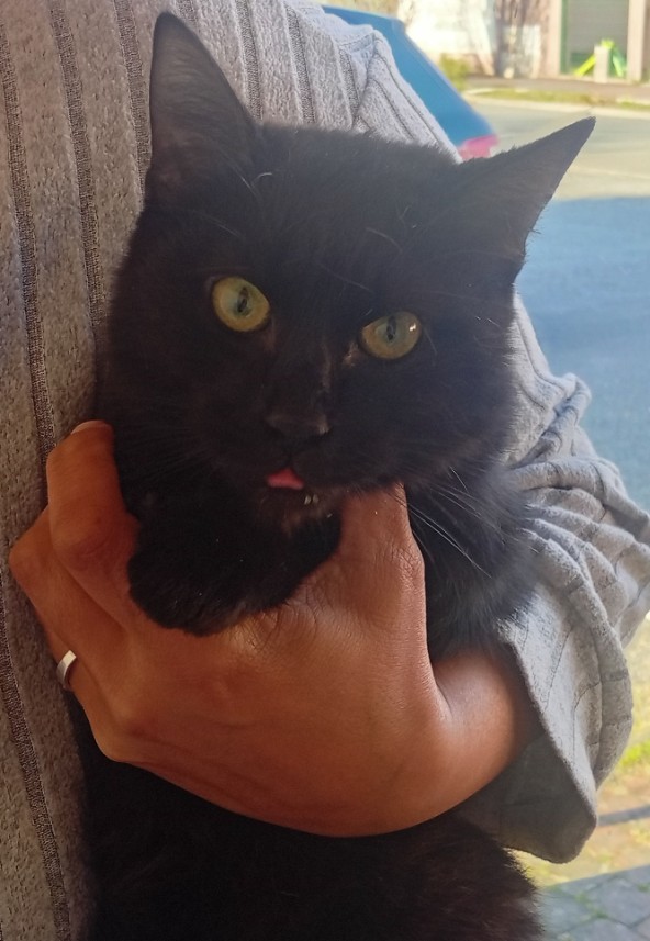 Missing Animaux 81 tweet media