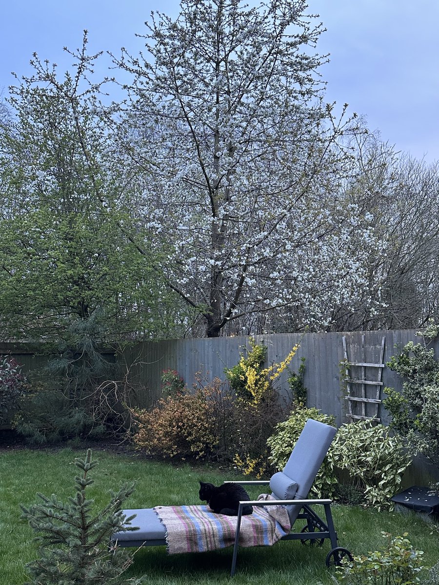 Munch Pudding™️ 🐈‍⬛ ✌🏼 🇺🇦 🇵🇸 🇬🇱 🇪🇺 tweet media