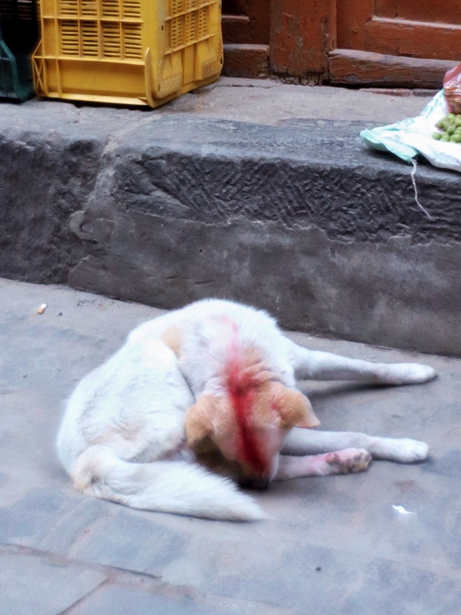 chiikawa enthusiast tweet media