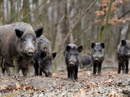 La Psicòloga del Born tweet media