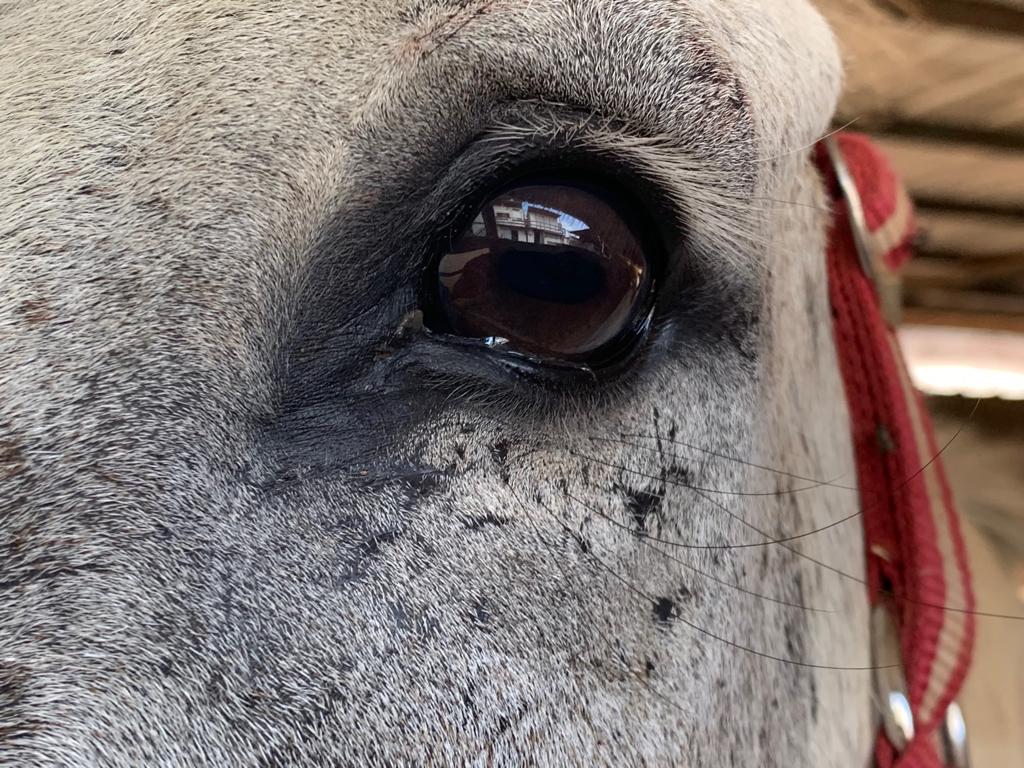 Safe Haven for Donkeys tweet media