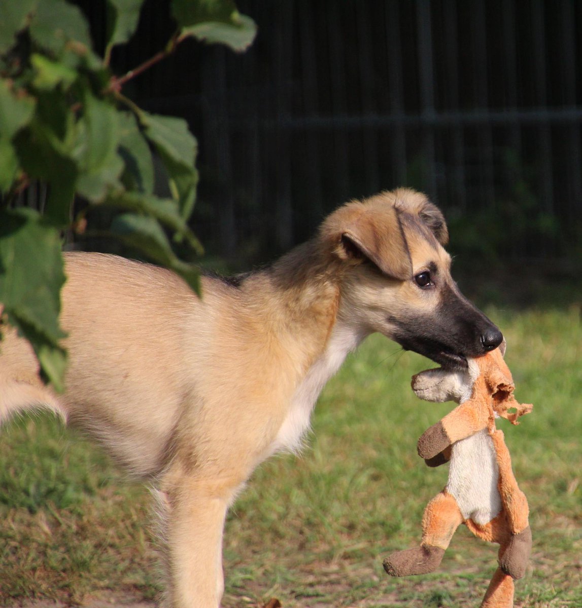 die Terrorgruppe tweet media