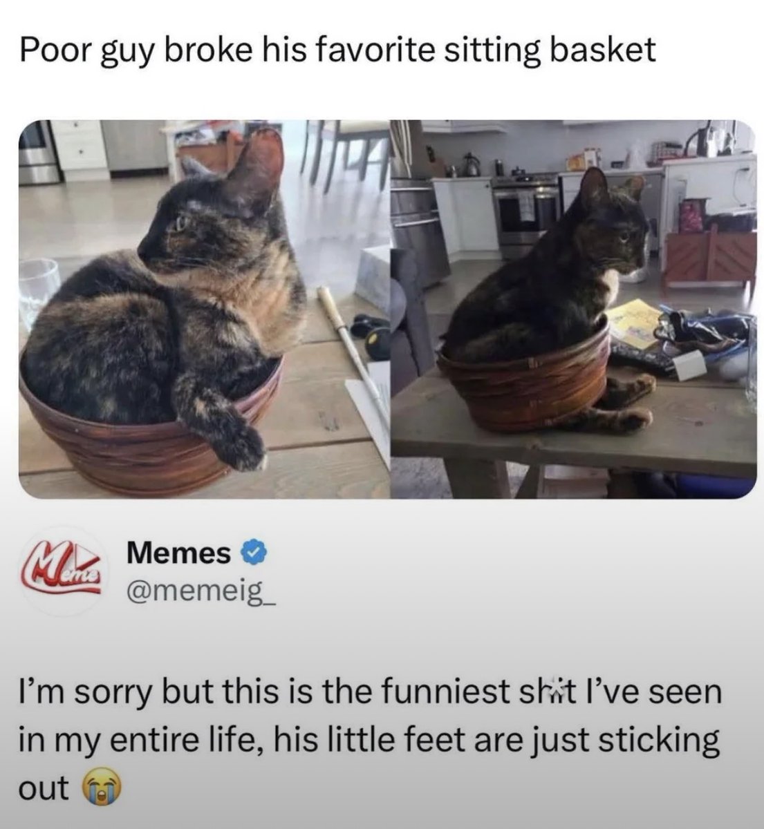 cats with powerful impression 🐾 tweet media