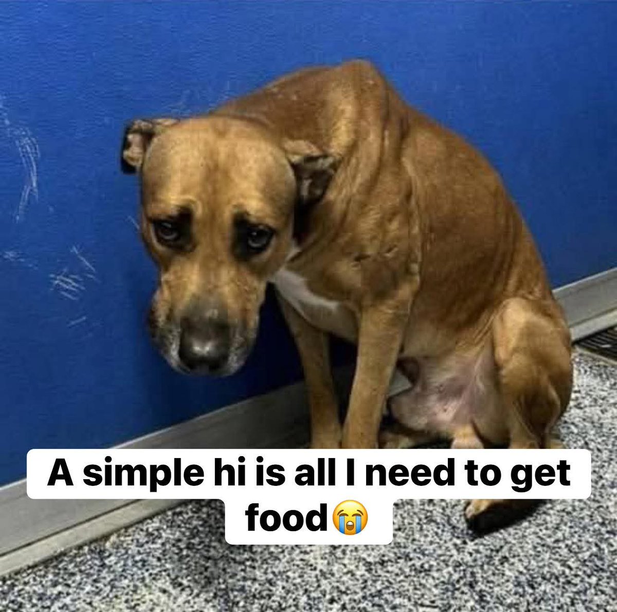 Help Street Dogs tweet media