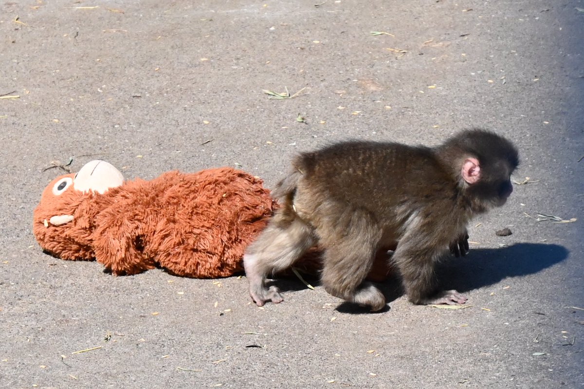 Out Of Context Animal tweet media