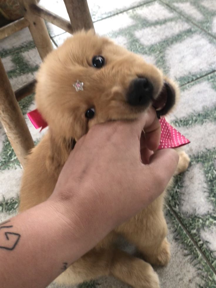 Dogs all the way tweet media