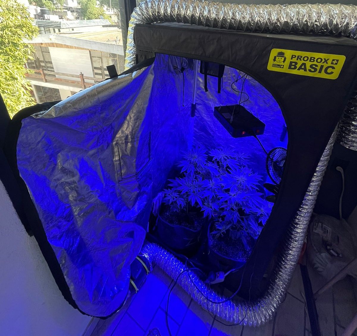 🦁ParDeLeos 420 🍀 SW🦁 tweet media