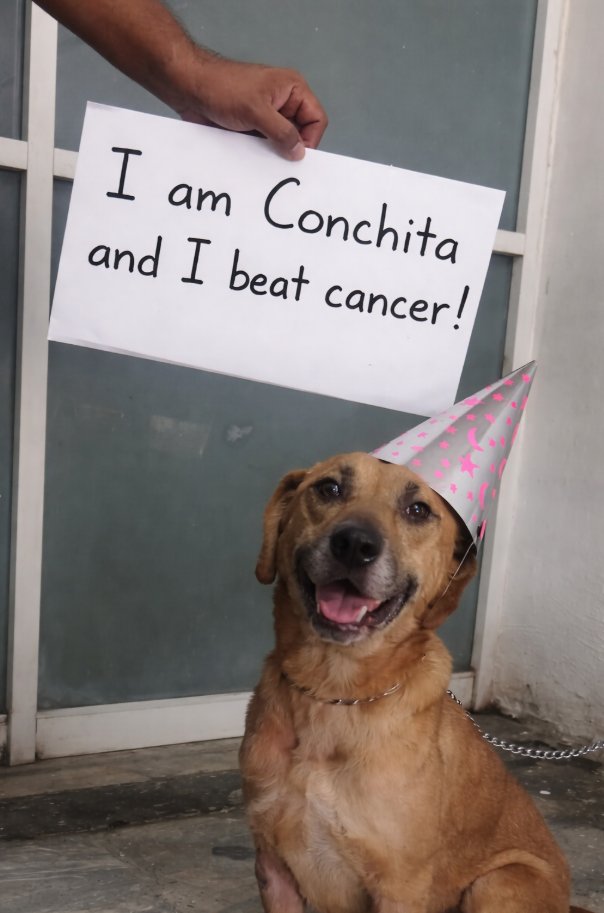 Best in Dogs tweet media