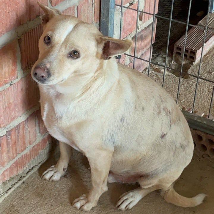 SOS Abuelos tweet media