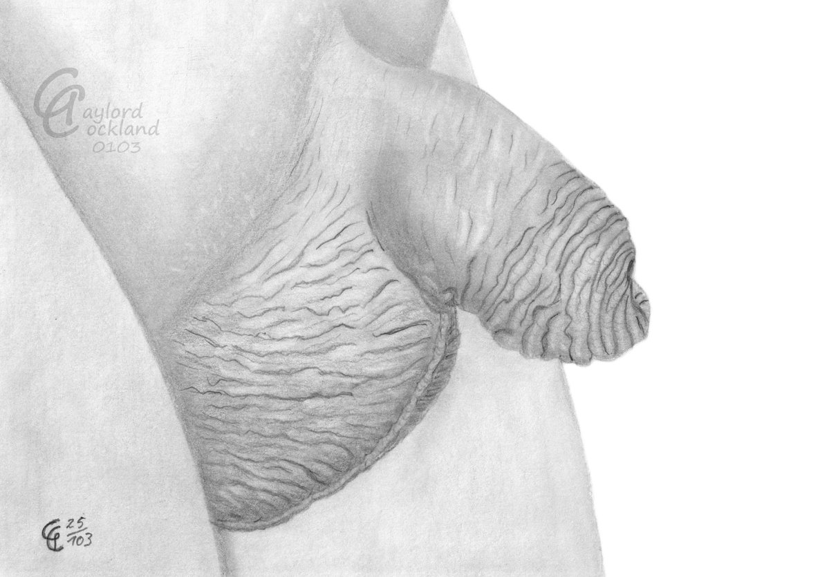 Gaylord Cockland Great Cocks tweet media