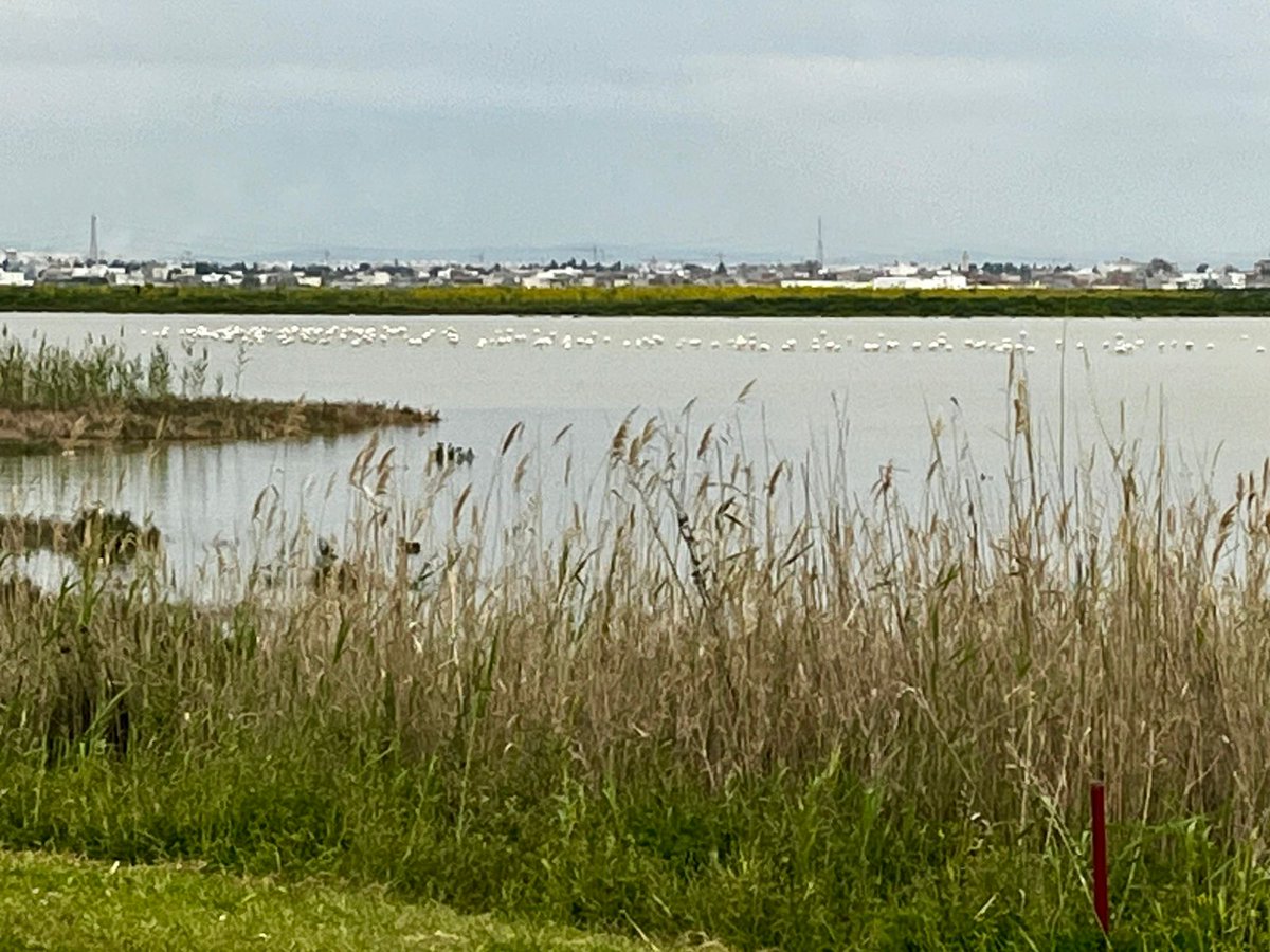 Birgit Lamm tweet media