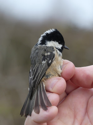 Iceni Bird Monitoring Group tweet media