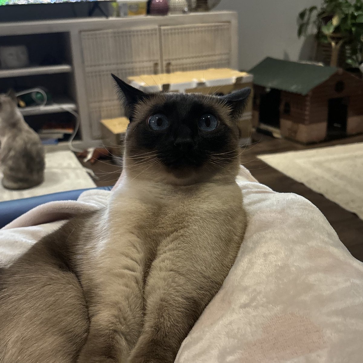 angel ᶻ 𝗓 𐰁 tweet media