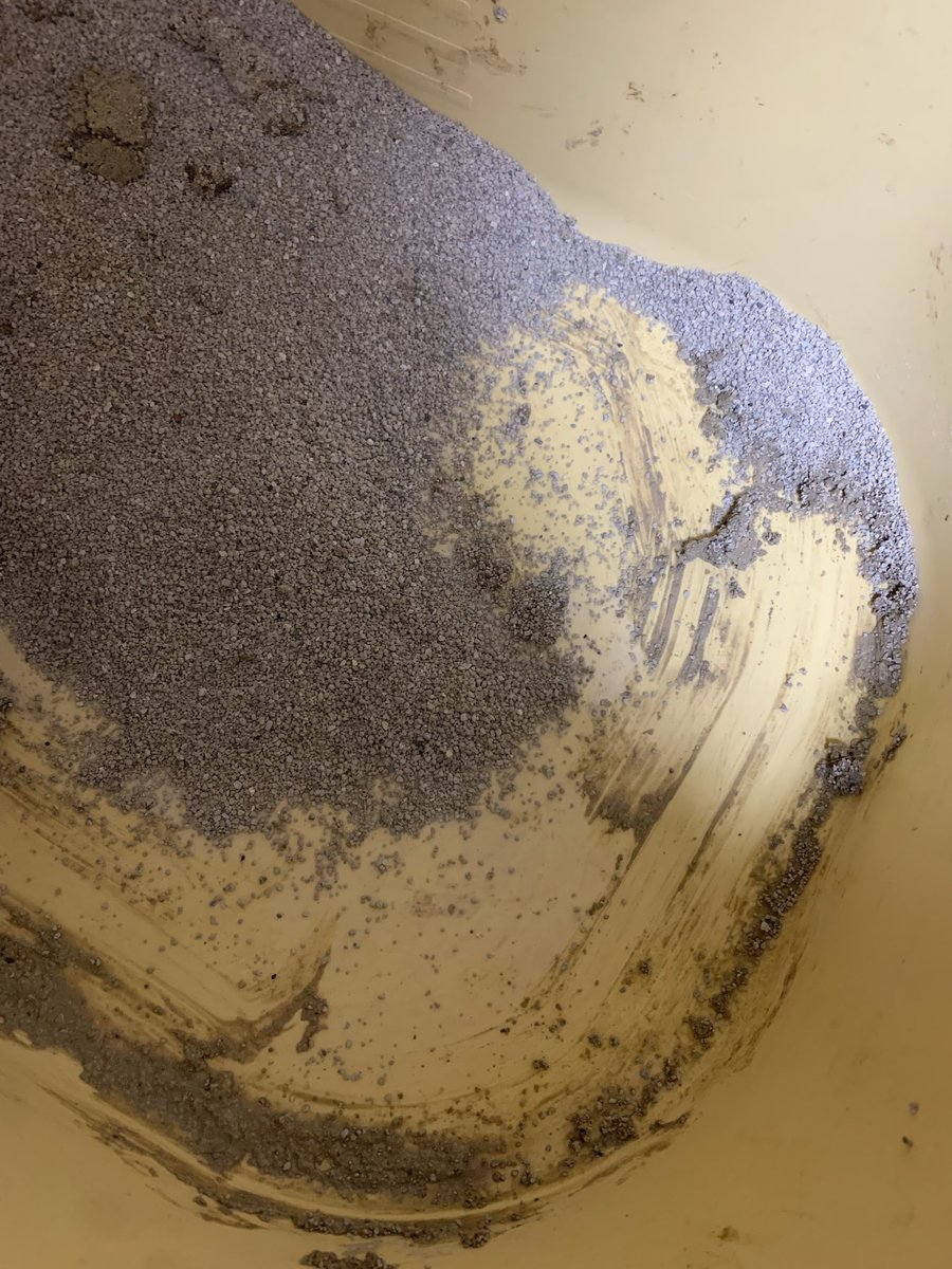 묘멘트쉼터(유기묘 아이들) tweet media