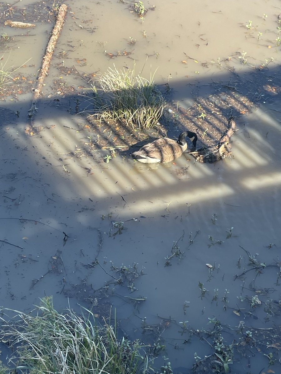 The Teller’s Library tweet media