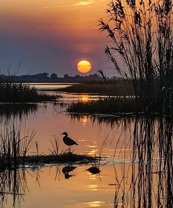 🌱helga🌿🕊️🍃 tweet media