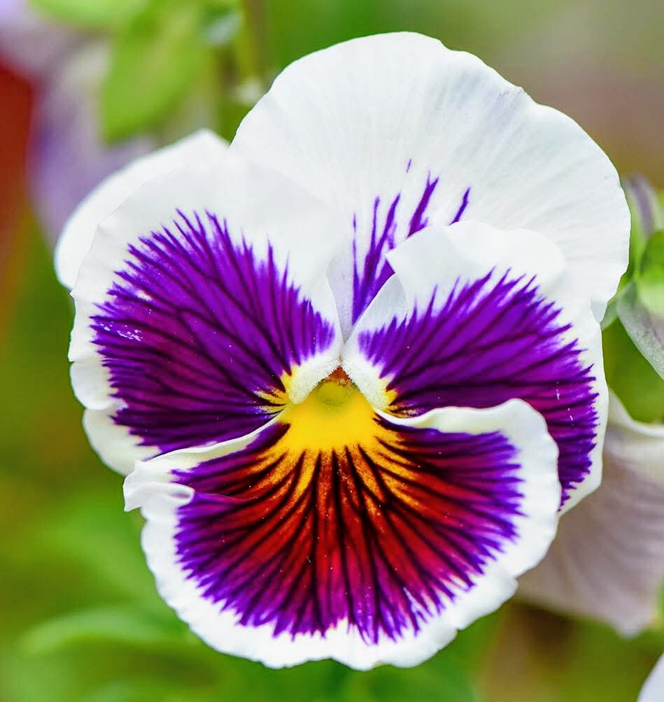 官兵衛君パパ tweet media