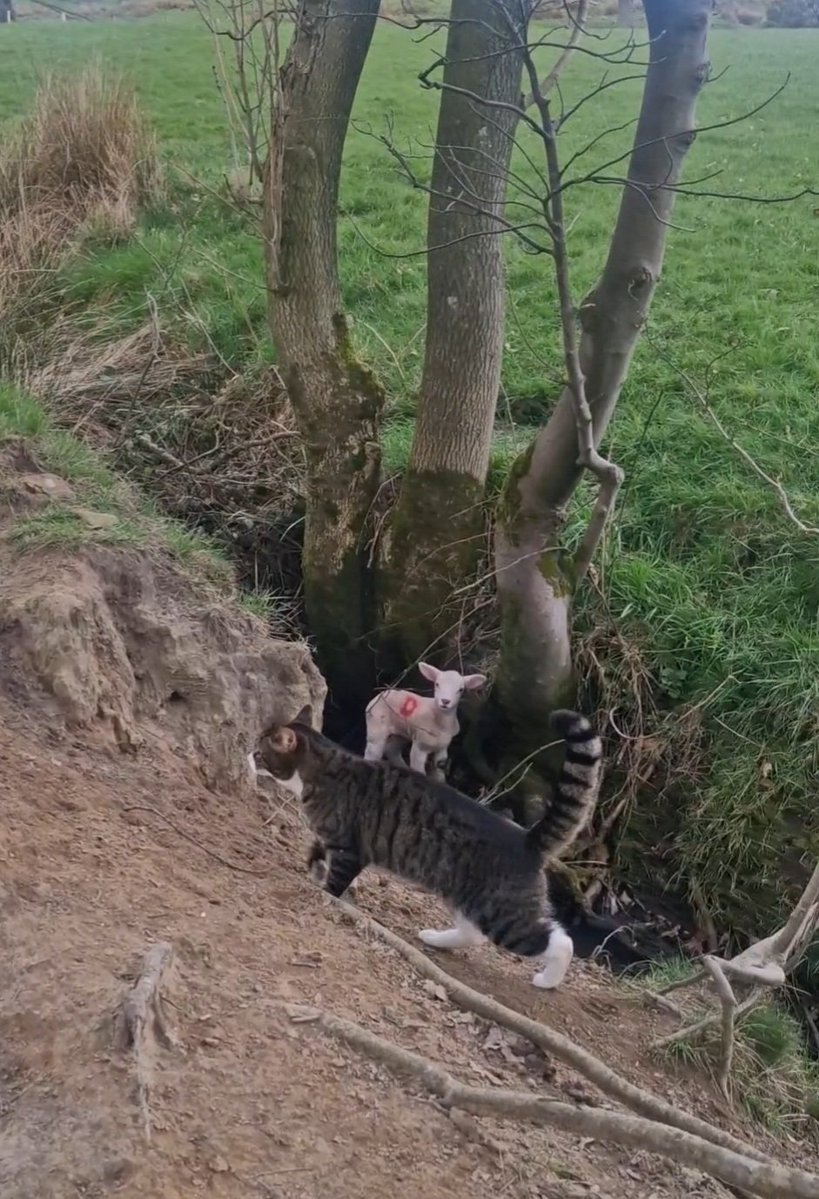 Miss Scarlett Pebble  tweet media