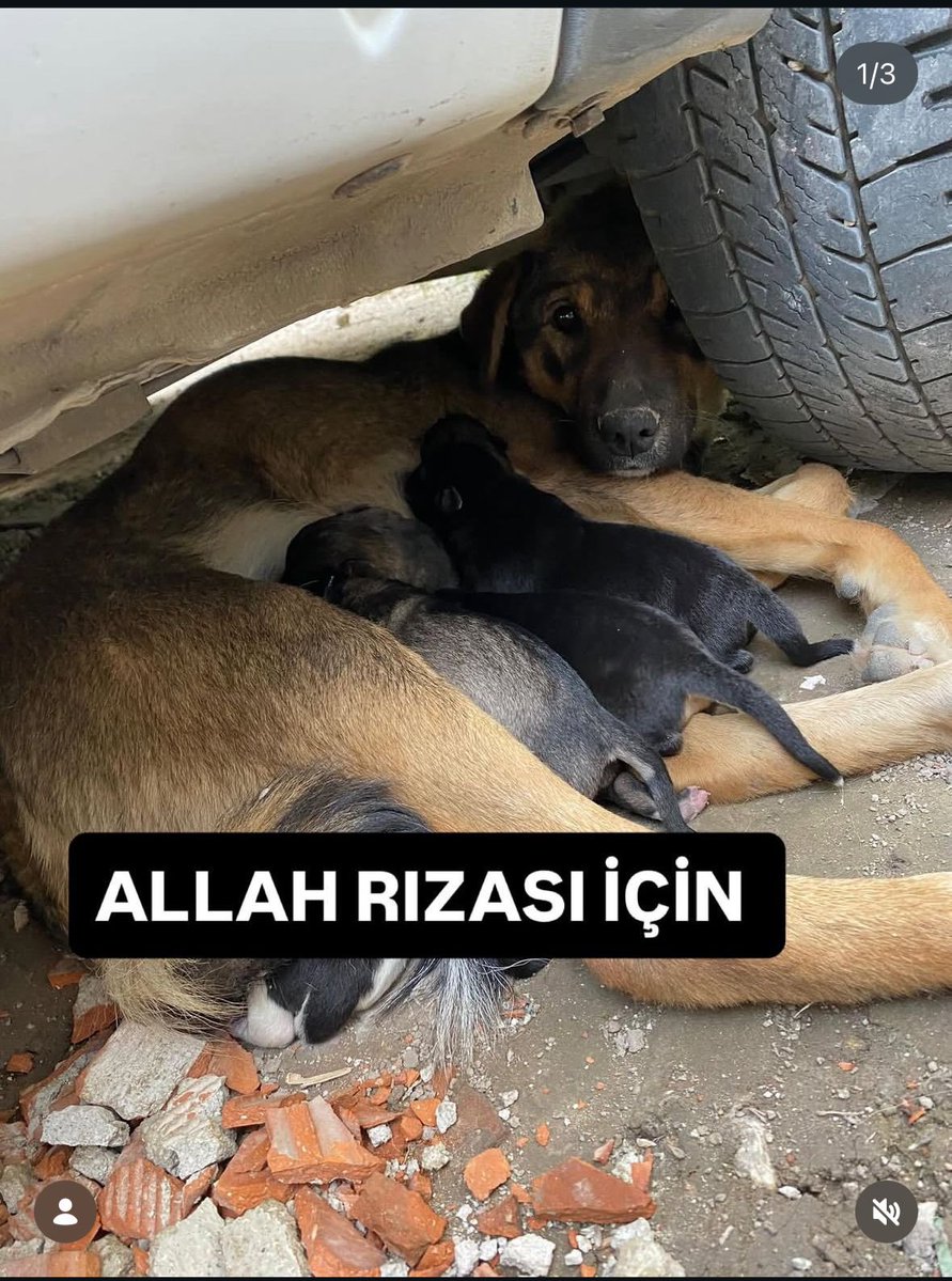 Samet Zeybek tweet media