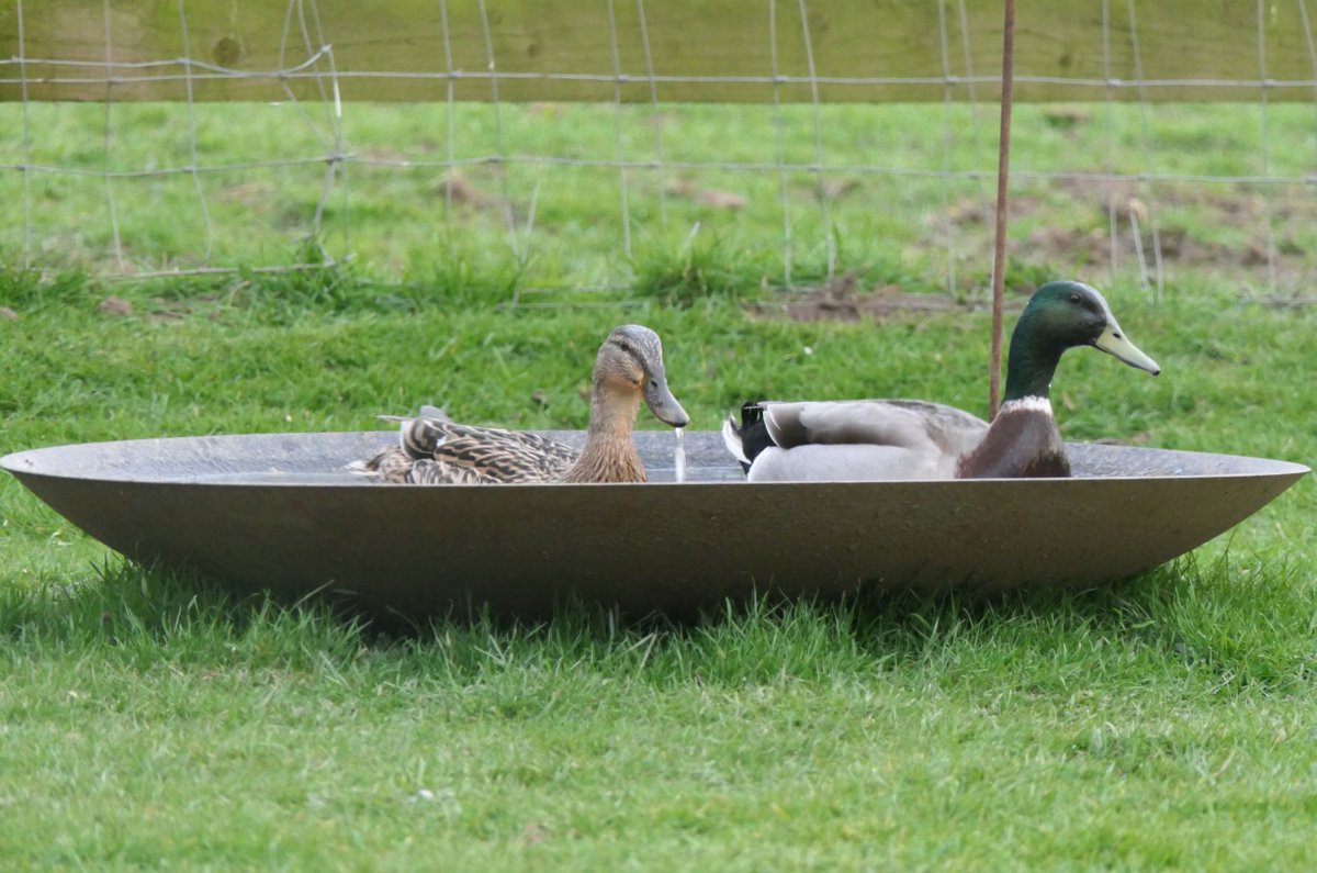 𝓡𝓮𝓿𝓭 𝓓𝓪𝓿𝓲𝓭 𝓐𝓽𝓴𝓲𝓷𝓼𝓸𝓷 tweet media