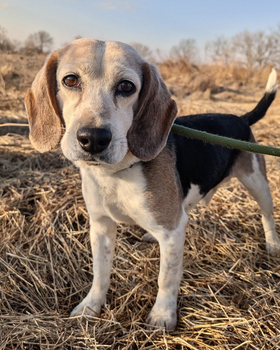 Beagle Freedom Project tweet media