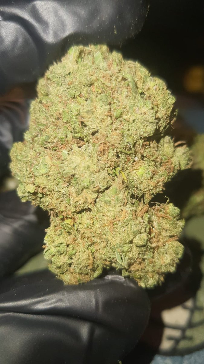 🦁ParDeLeos 420 🍀 SW🦁 tweet media