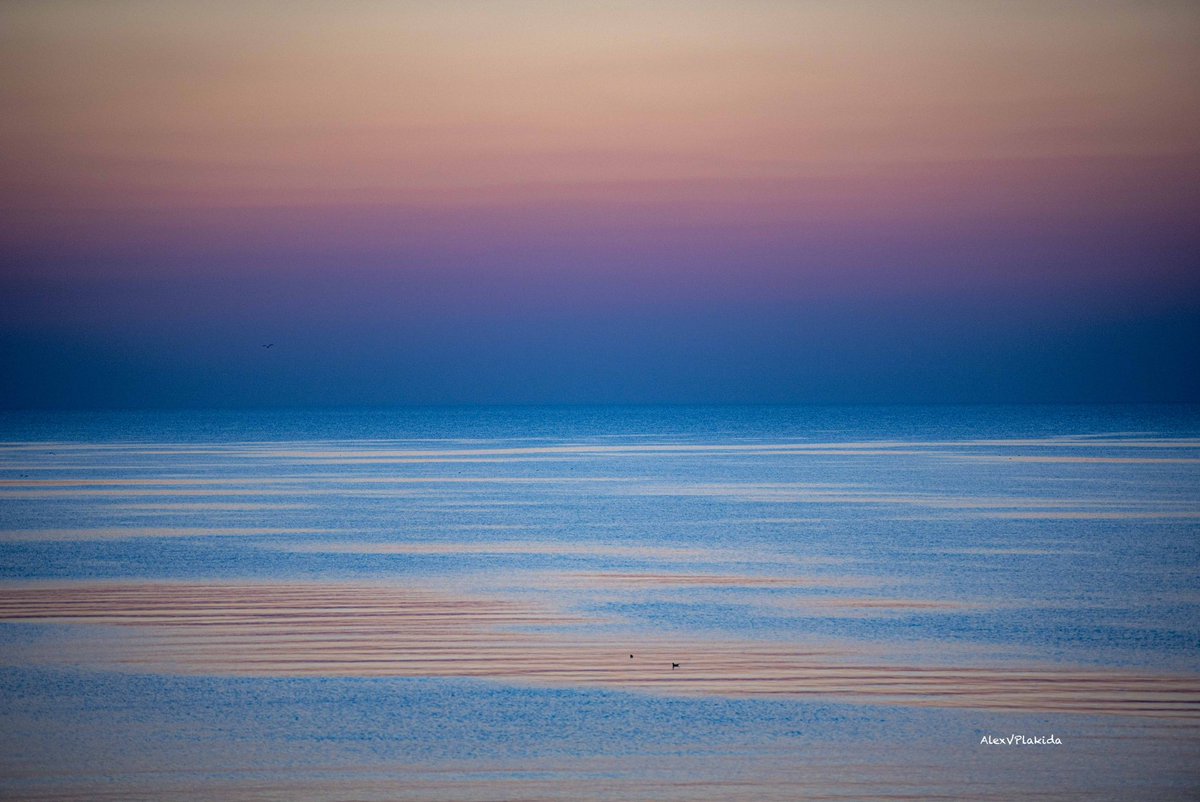 Alexander Plakida tweet media