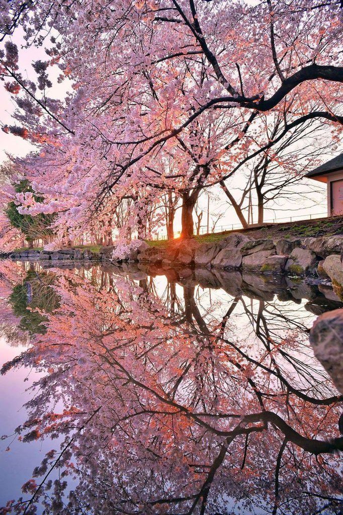 Libertina tweet media