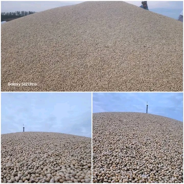 هذه المشاهد تنعش قلبي.. هذه التلال من بذور فول الصويا.. تبعث الأمل  بمنتجنا المحلي ✌🇾🇪
بذور فول الصويا أثناء عمليات الحصاد. هذا الإنتاج الغزير يؤكد أن أرض تهامة أصبحت رقماً صعباً في زراعة المحاصيل الاستراتيجية بفضل الله.
بلدة طيبة ورب غفور.. 
#معا_نحو_الاكتفاء_الذاتي