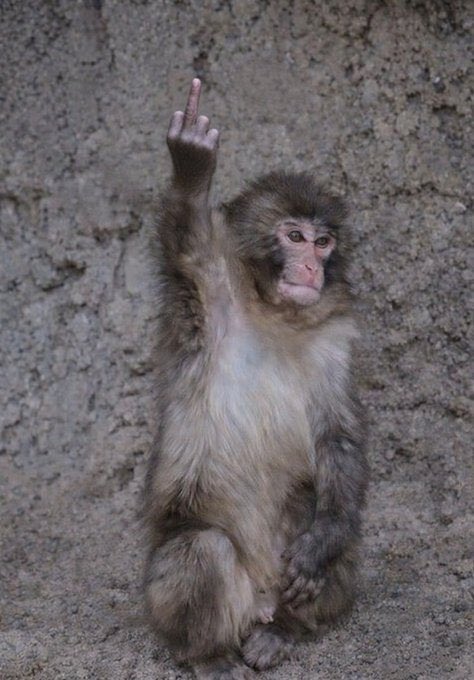 GM (punch/acc) tweet media