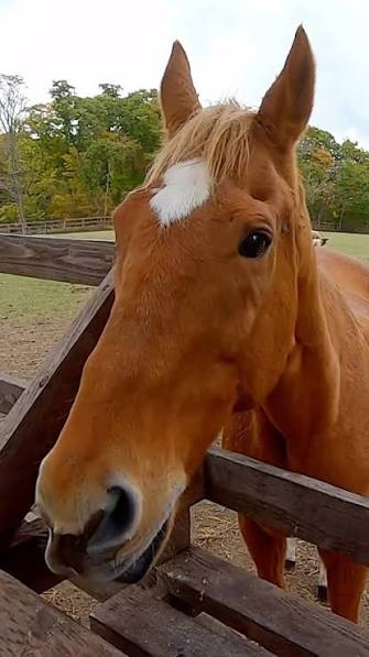 Satono Diamond 🇦🇷 tweet media