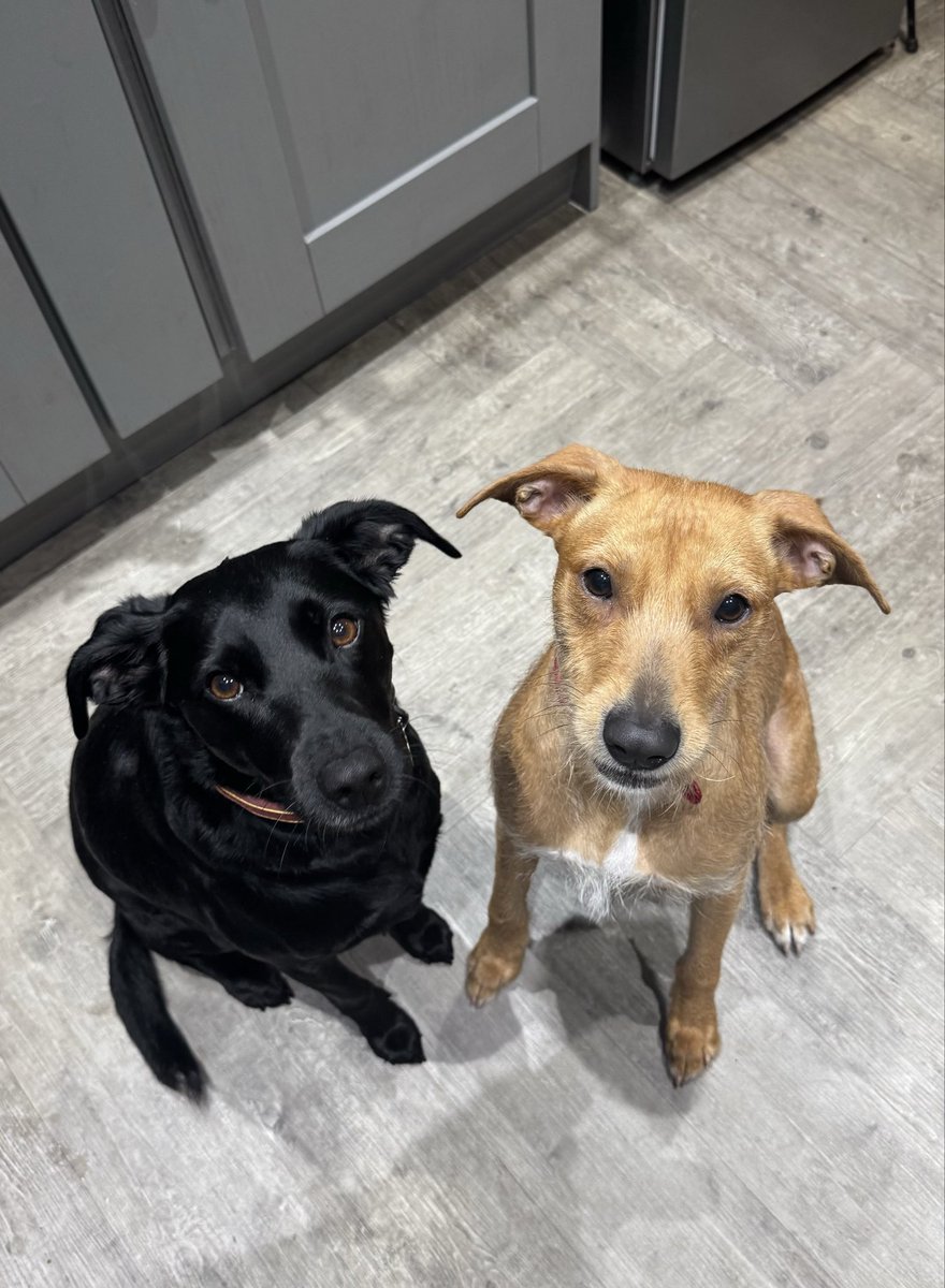 The gooderest girls there ever were. Or so they’d have you believe 😈 

Bambi (idiot 2, on the right) has been with us a whole year, after we sadly lost our OG Maisy dog. 

I’d like to say she’s calmed down. I cannot. She’s got one brain cell, which she uses for running quickly.