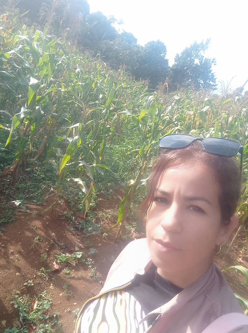 MinagCuba's tweet photo. ¡Gran noticia desde la finca La Laurita! El #productor Osmany Polo recibió a especialistas del @GranosInstituto,quienes confirmaron el excelente estado de la variedad de #maíz MAIG San Pedro,casi lista para la cosecha. ¡Avances que impulsan el futuro del maíz! #AgriculturaCubana https://t.co/GQgdbX3Y1g