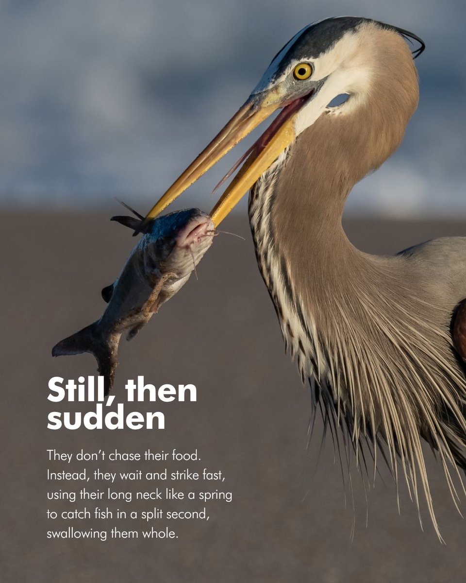 FraserRiverDiscovery tweet media