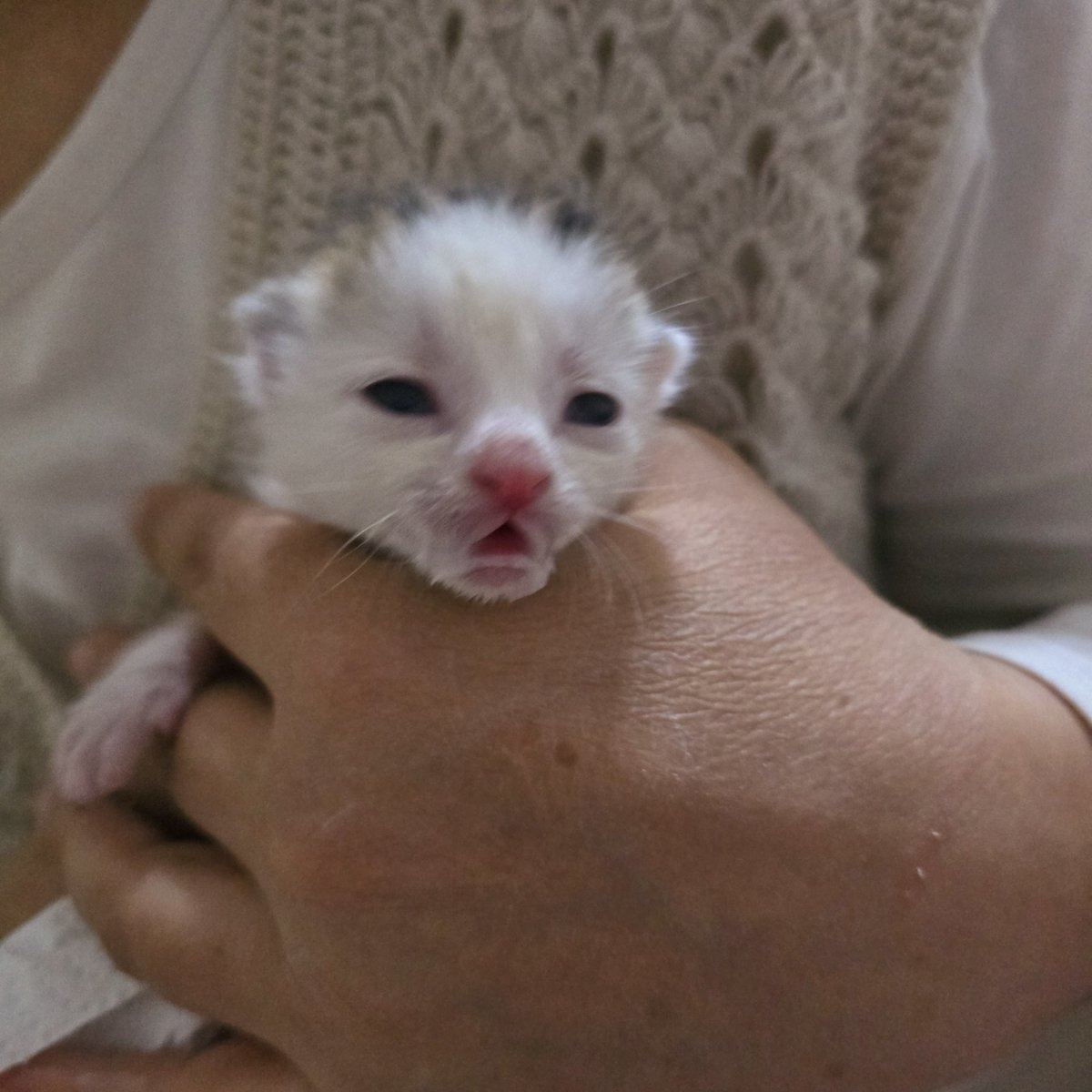 Rin !!! 🦷🩷 tweet media