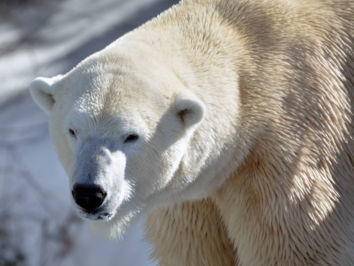 Calgary Zoo tweet media