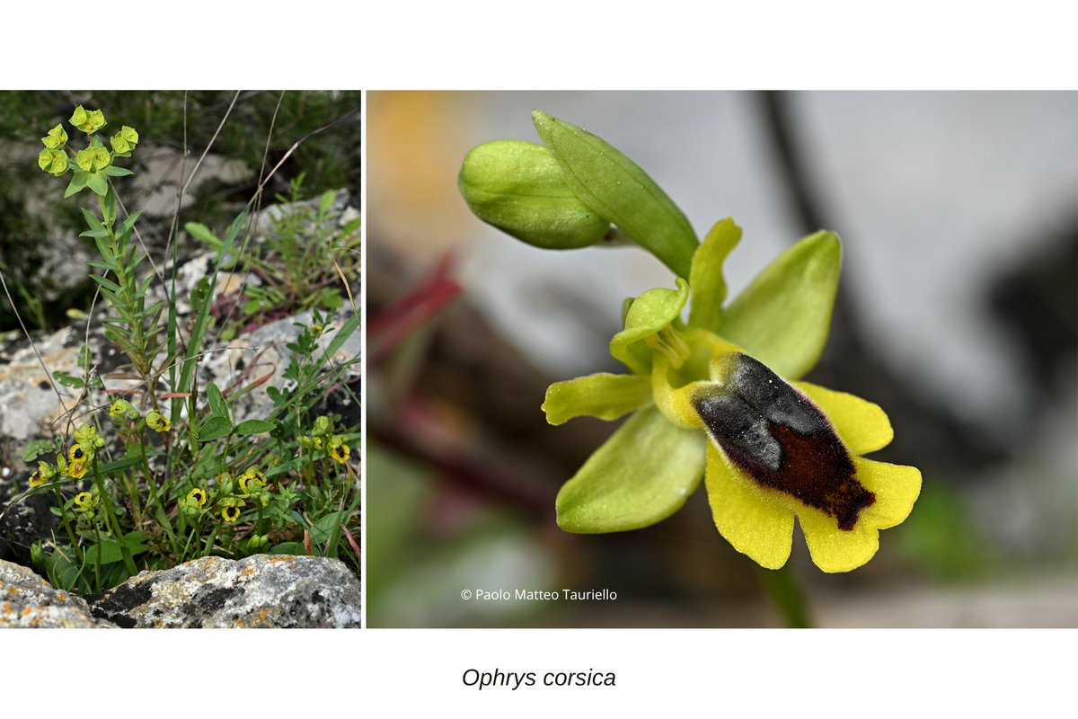 SplTauriello's tweet image. Ophrys  corsica
#Ophrys lutea subsp. corsica
March 2026, #Cagliari
#NikonZ30 + #Nikkor Z MC 50mm f/2.8, two #Godox MF12 #macro flashes.   #orchids #orchidaceae