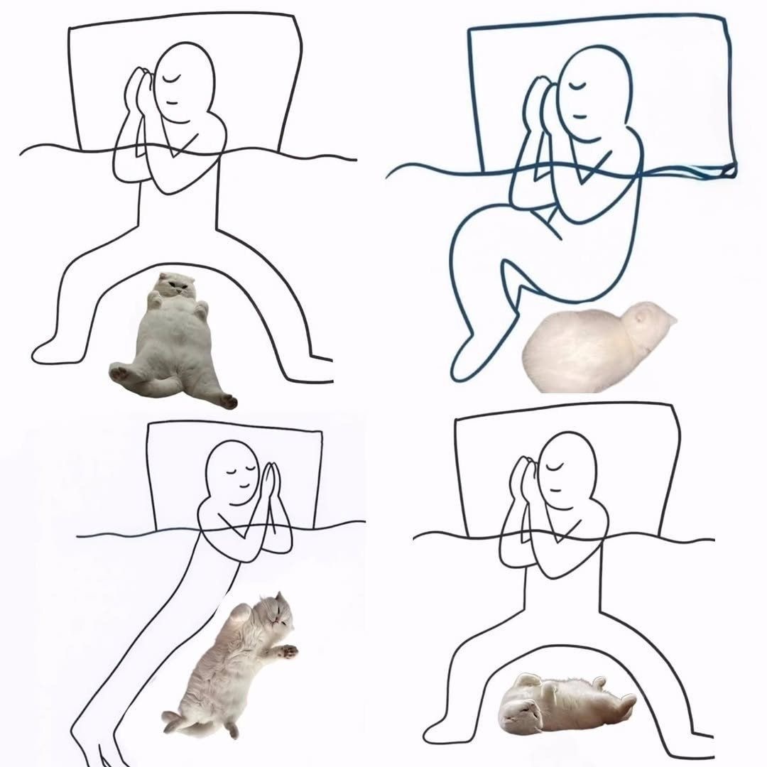 no context animals (@twperritos) on Twitter photo 
