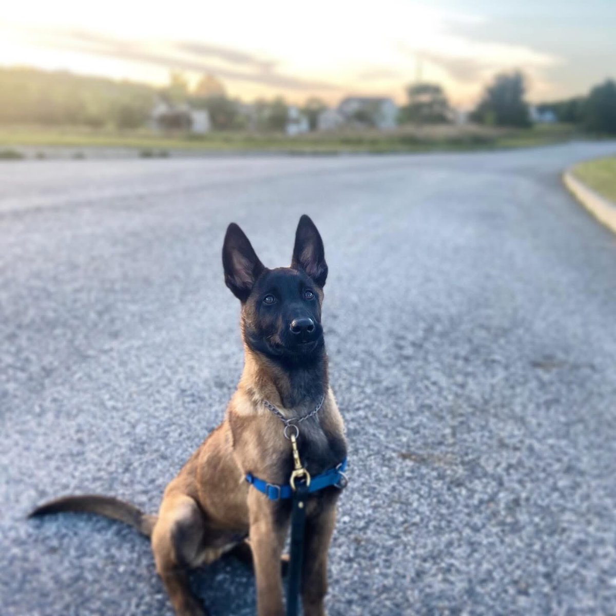 Retired Police Canine Foundation tweet media