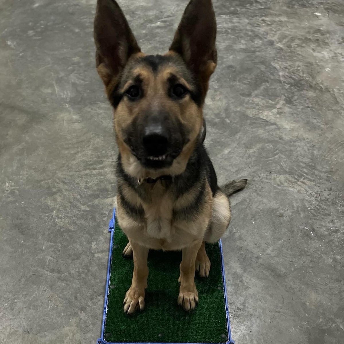 Retired Police Canine Foundation tweet media