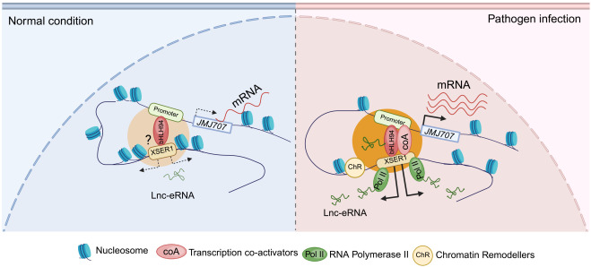 MolecularCell's tweet photo. Deciphering a long noncoding enhancer RNA in rice immunity https://t.co/wWnptt0Jvh https://t.co/KmJS2N1rvL