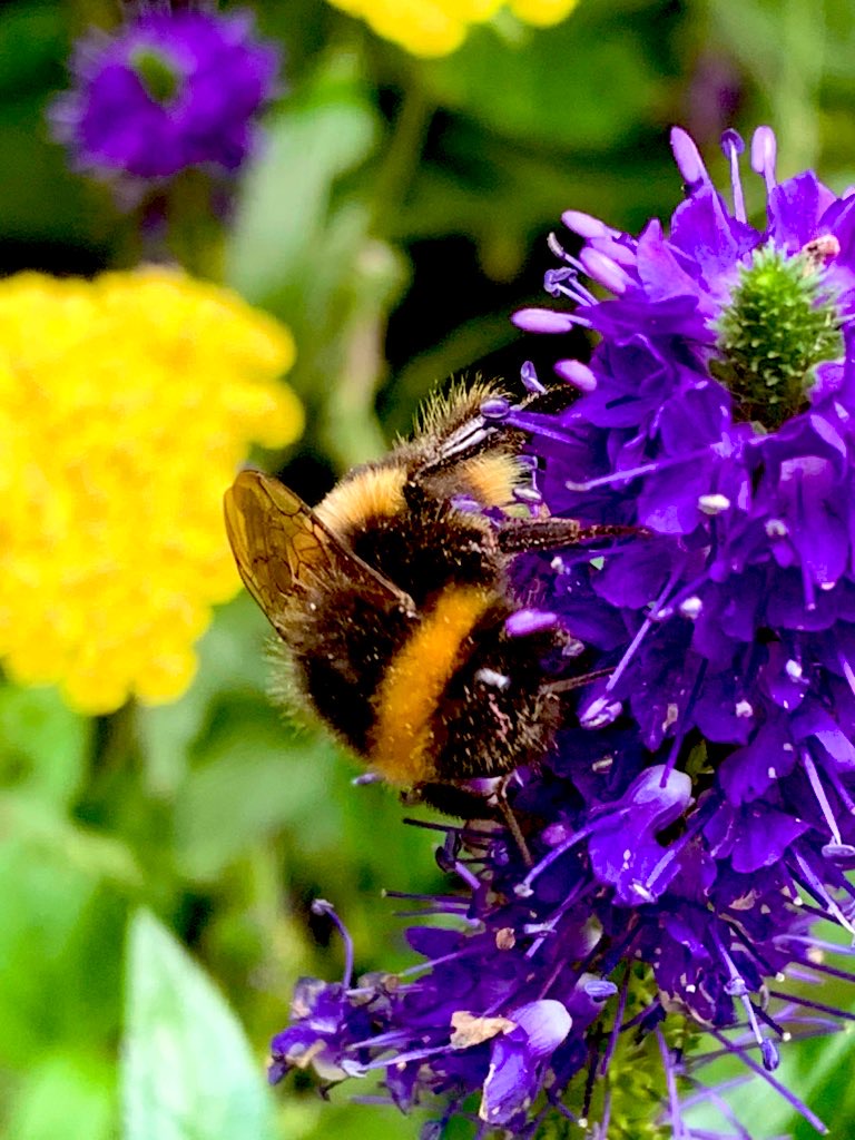 Rachael67947693's tweet image. My lazy planting tip, thats good for your soil. Remove weeds, scatter seeds, cover lightly with compost &amp;amp; water. Dont dig!
I dont mess with my soil, I just give the worms the ability to improve it. 
Photo from last summer.
#flower #garden #gardeningtips