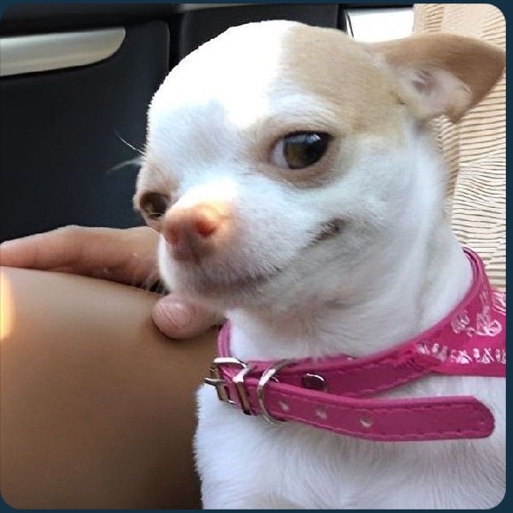 5 ⭐️𝐁𝐋𝐔𝐄 tweet media