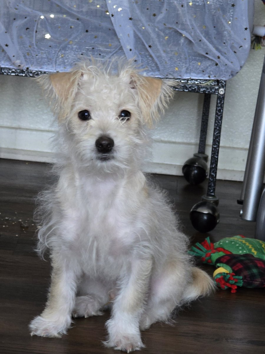 Renjiro Okami 🐺🌙 The Wolf Guardian VTuber tweet media