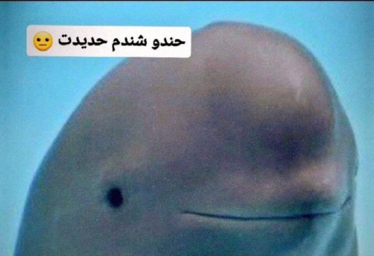 MΩHΔΠΔD | وَدَقْ tweet media