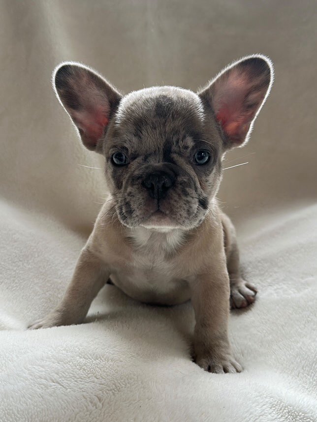 ぺちぽよ tweet media