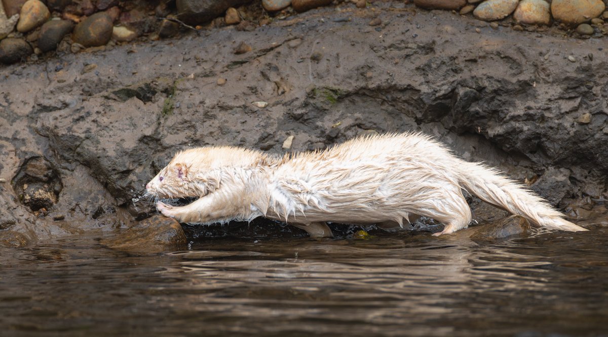 Stephen jones tweet media