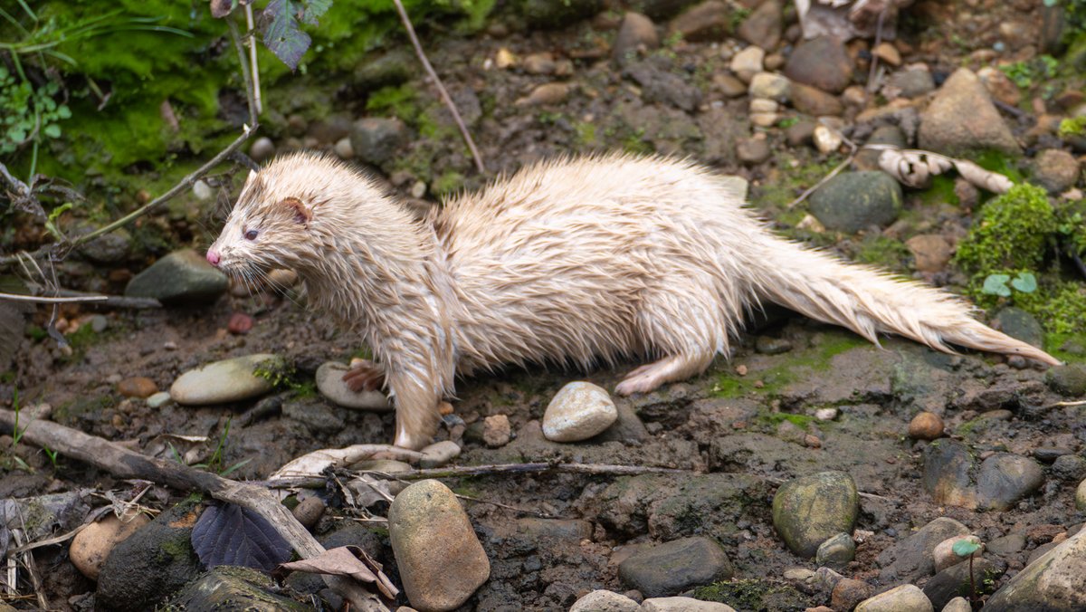 Stephen jones tweet media